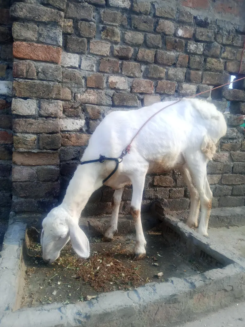 healthy female sheep for sale — photo 3