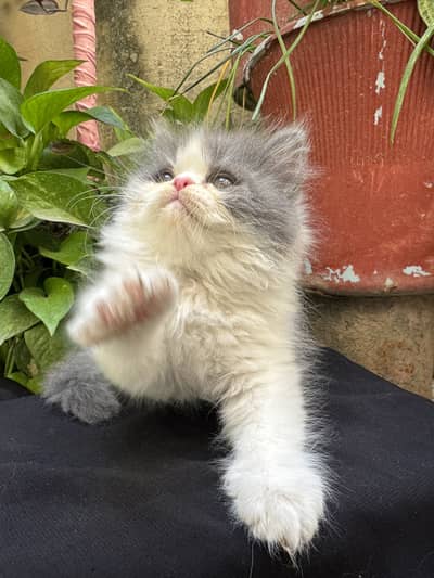 Extreme punched pure persian kittens are available