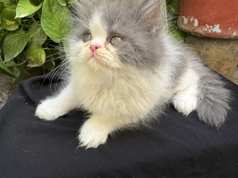 Extreme punched pure persian kittens are available — photo 2