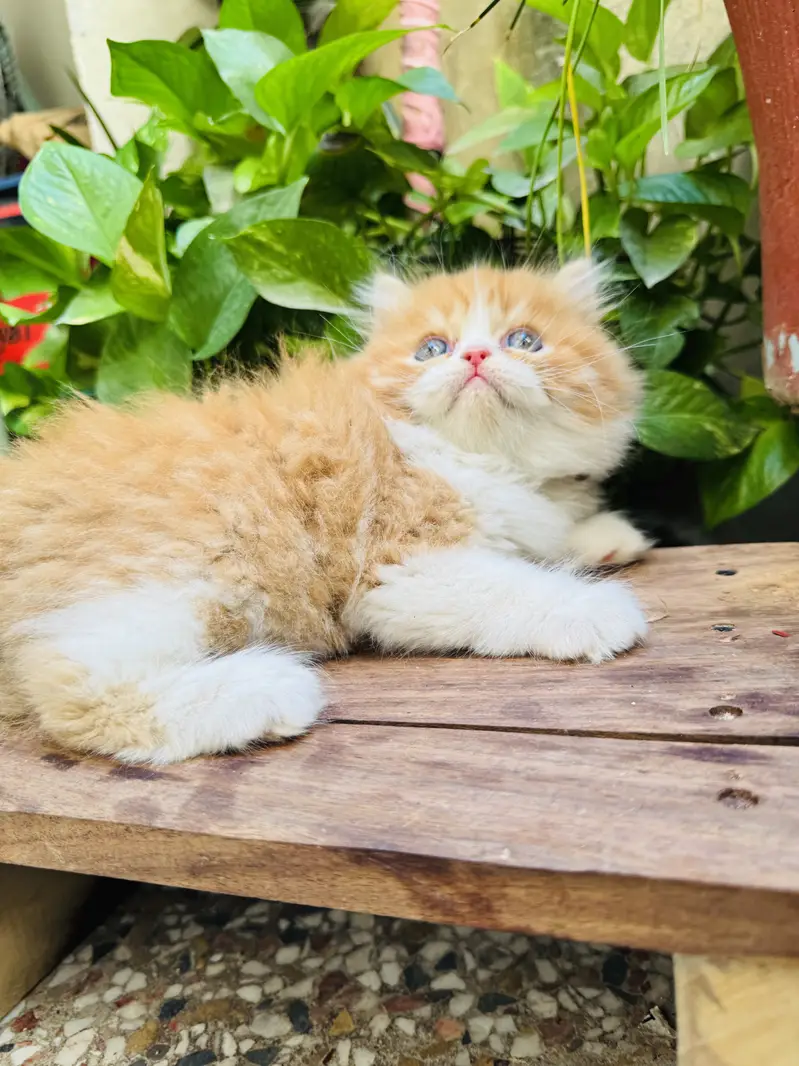 Extreme punched pure persian kittens are available — photo 3