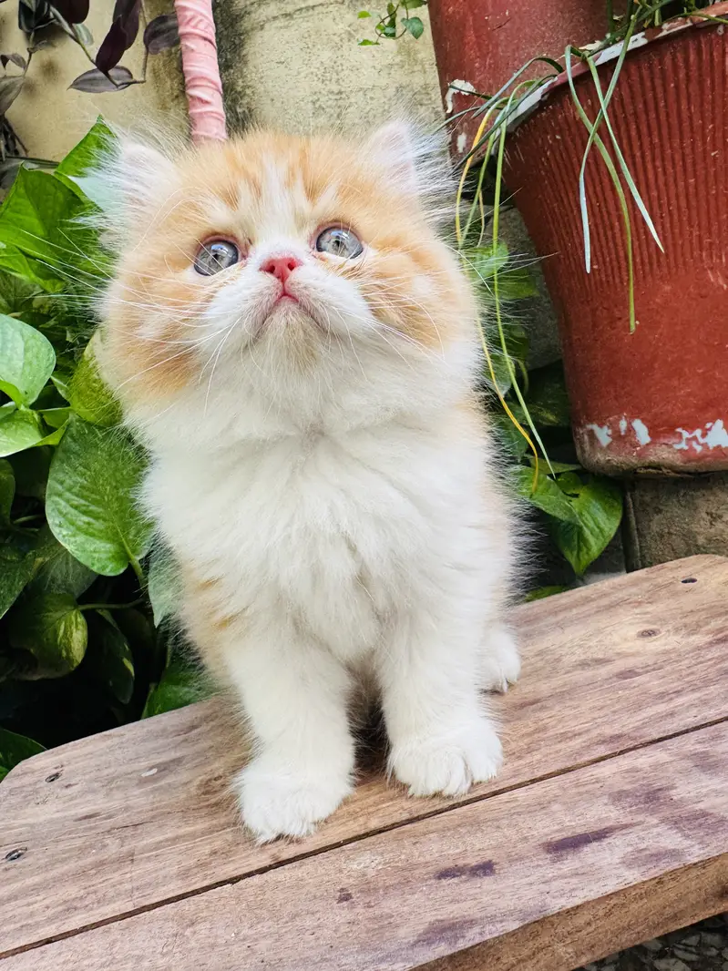 Extreme punched pure persian kittens are available — photo 4