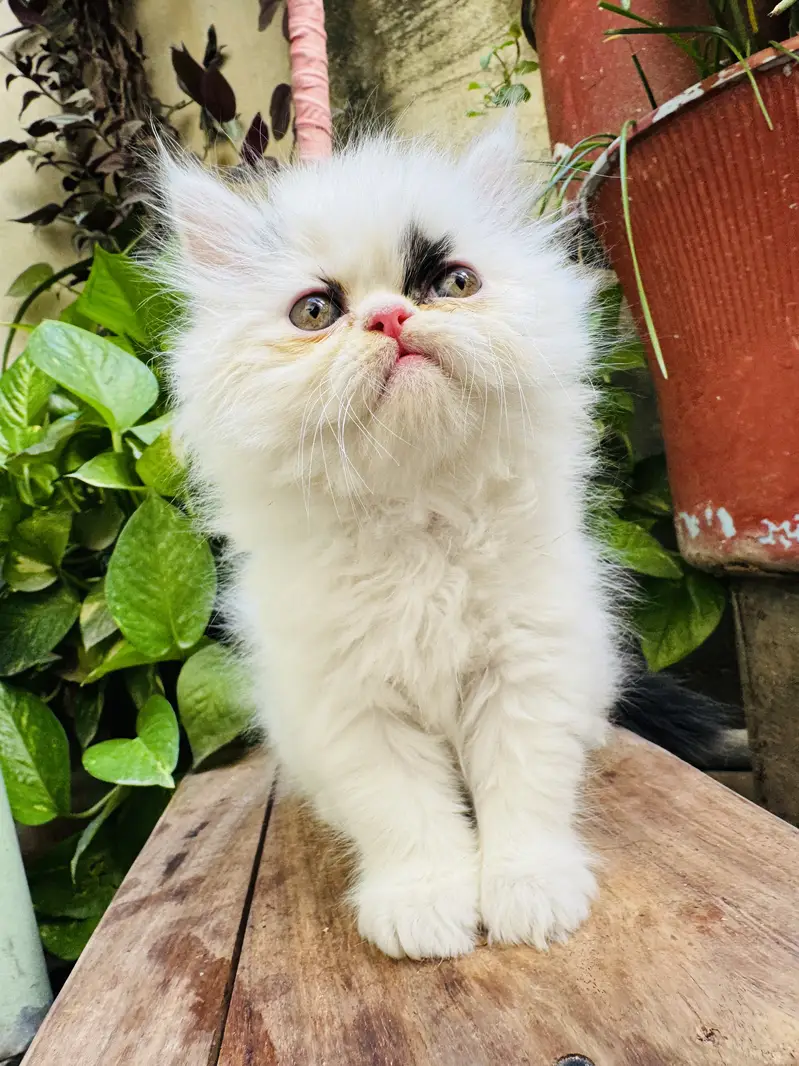 Extreme punched pure persian kittens are available — photo 5