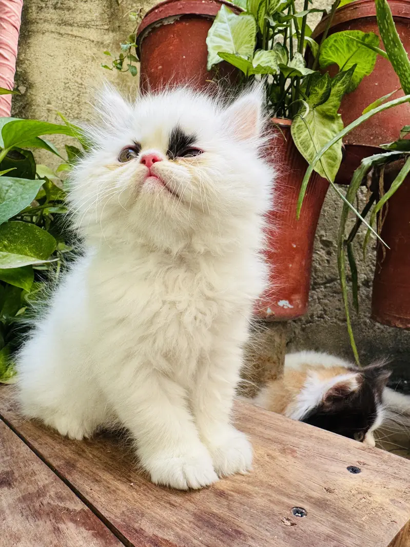 Extreme punched pure persian kittens are available — photo 6