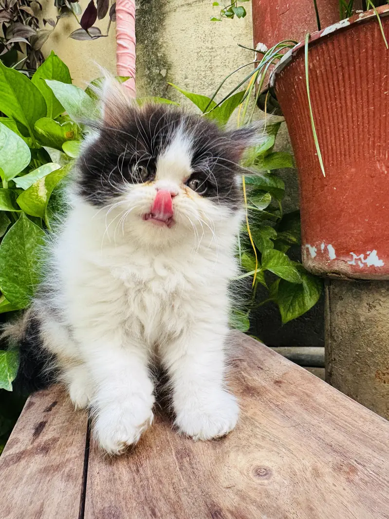 Extreme punched pure persian kittens are available — photo 7