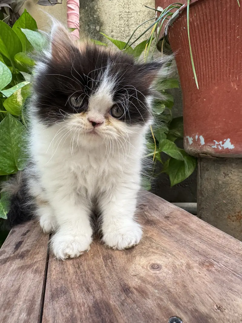Extreme punched pure persian kittens are available — photo 8