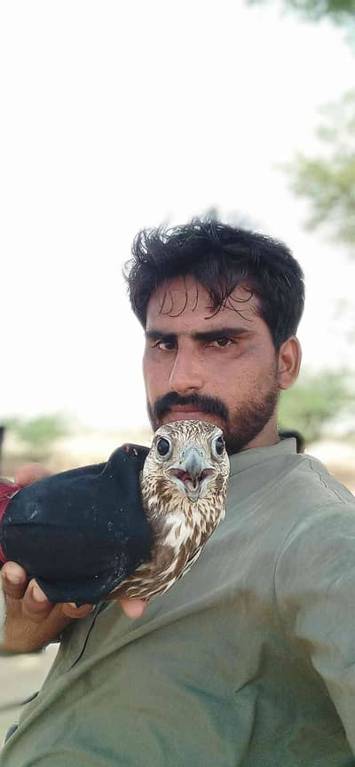 zahid