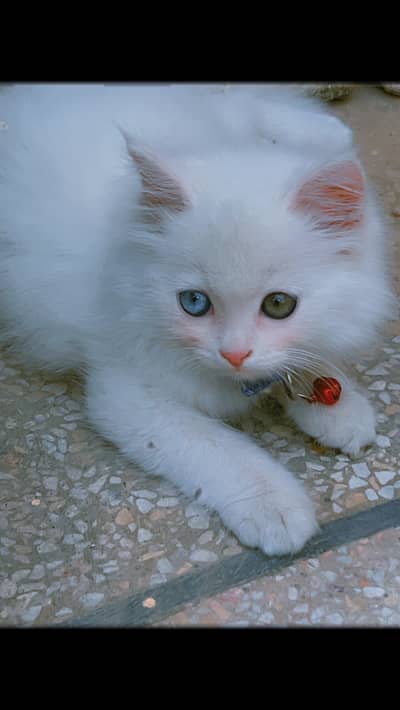 persian white triple coated odd eyes male 4 mnths healthy active full