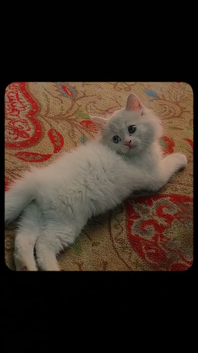persian white triple coated odd eyes male 4 mnths healthy active full — photo 2