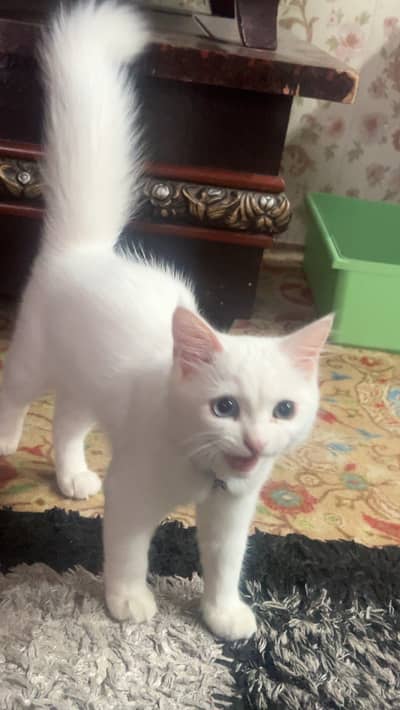 persian cat for sale