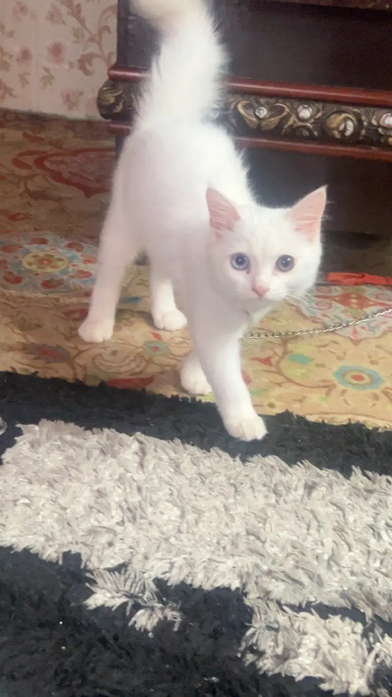 persian white triple coated odd eyes male 4 mnths healthy active full — photo 4