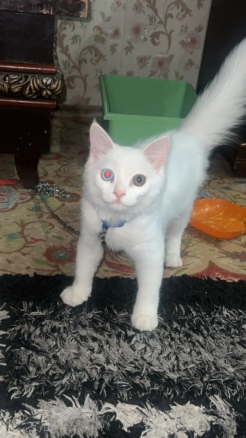 persian white triple coated odd eyes male 4 mnths healthy active full — photo 5