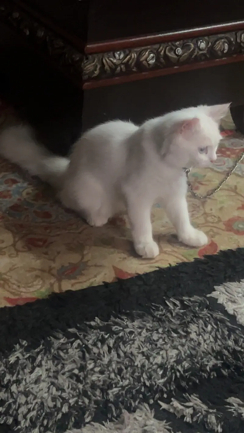 persian white triple coated odd eyes male 4 mnths healthy active full — photo 6