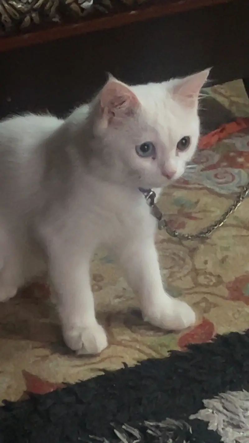 persian white triple coated odd eyes male 4 mnths healthy active full — photo 7