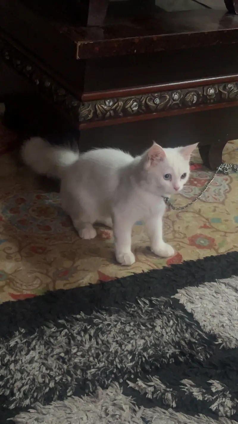 persian white triple coated odd eyes male 4 mnths healthy active full — photo 8