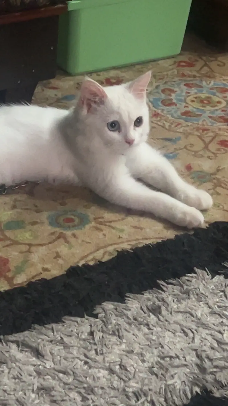 persian white triple coated odd eyes male 4 mnths healthy active full — photo 9