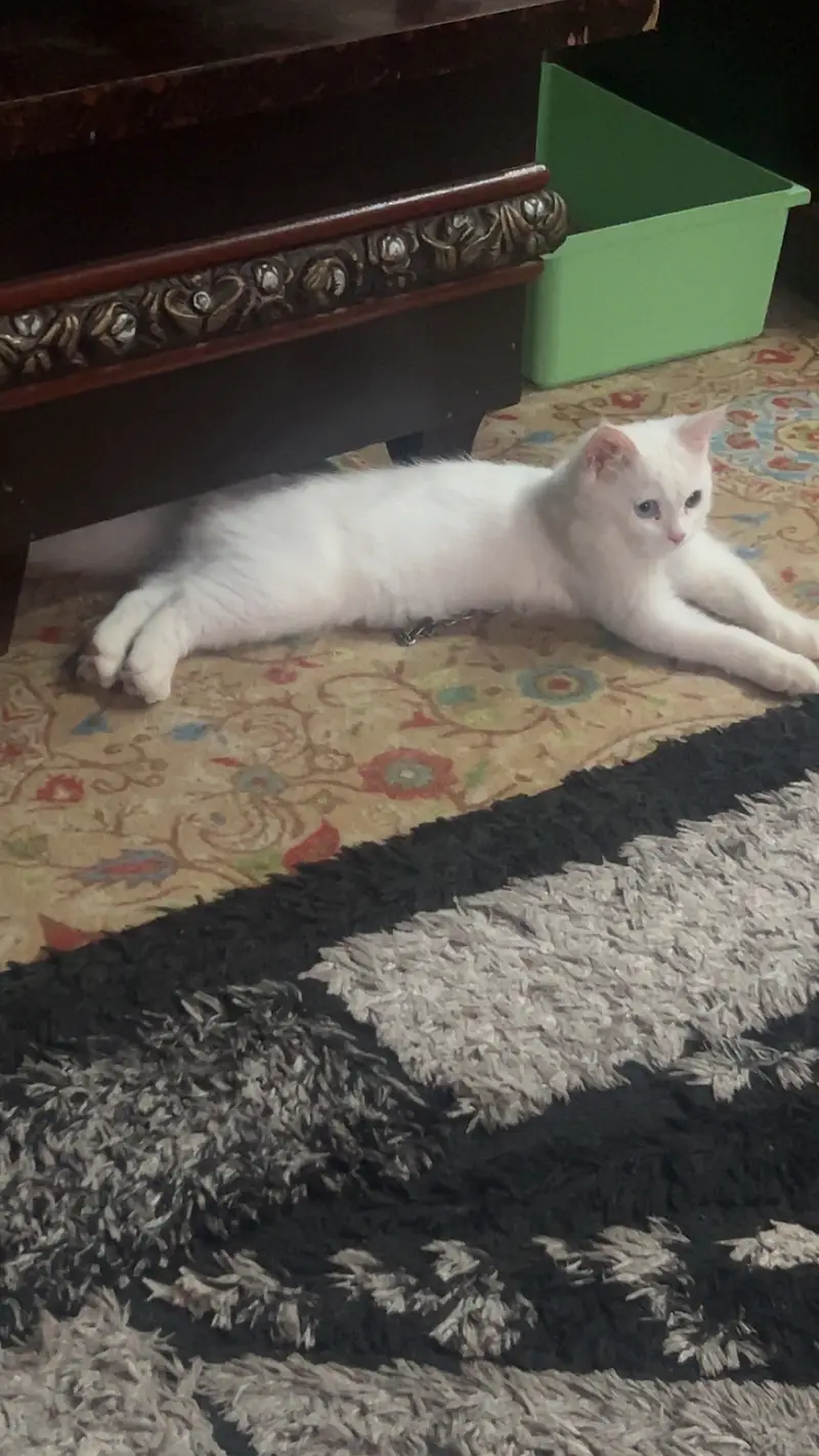 persian white triple coated odd eyes male 4 mnths healthy active full — photo 10