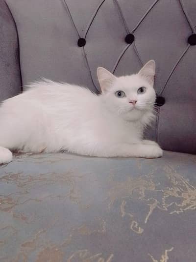 female Persian cat for sale age:1
