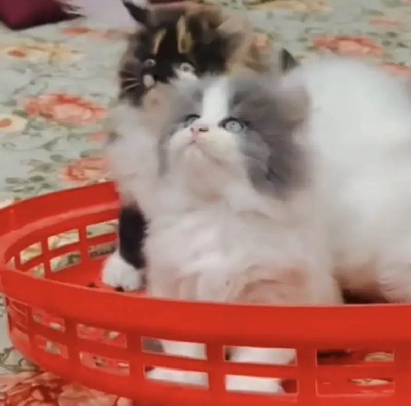 Quality Persian Punchface cat & kitten. moreWhatsApp 03714663282 — photo 3