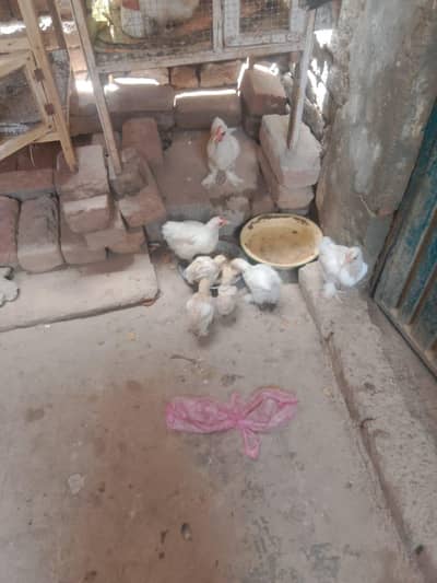 Fancy Chiks bantam white