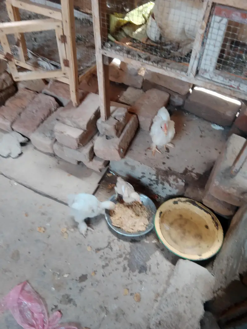 Fancy Chiks bantam white — photo 2