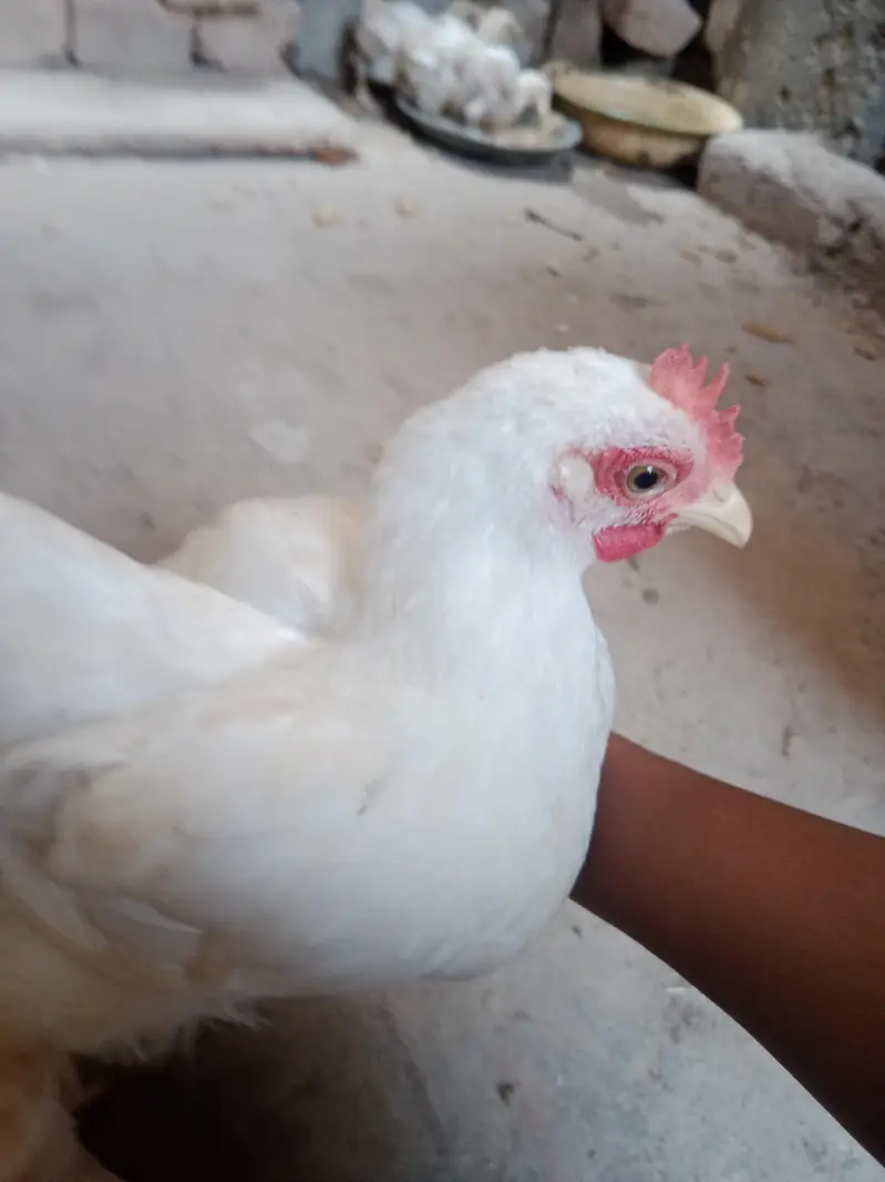 Fancy Chiks bantam white — photo 3