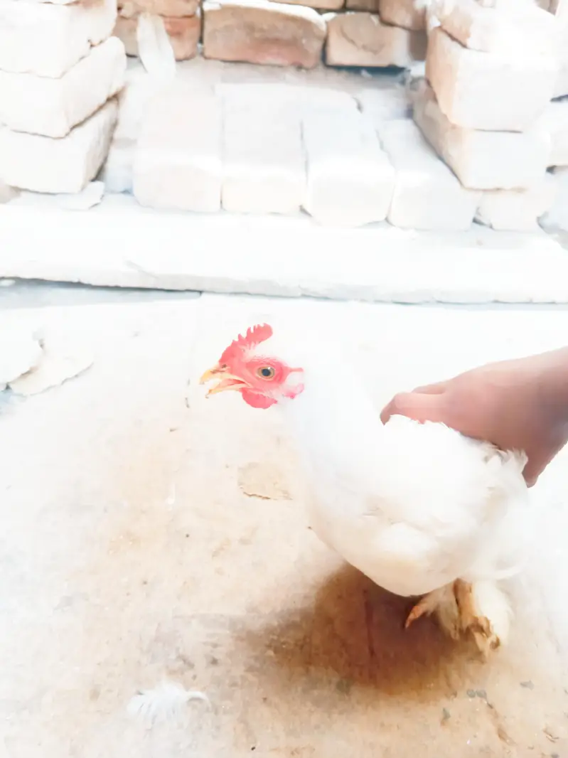 Fancy Chiks bantam white — photo 4