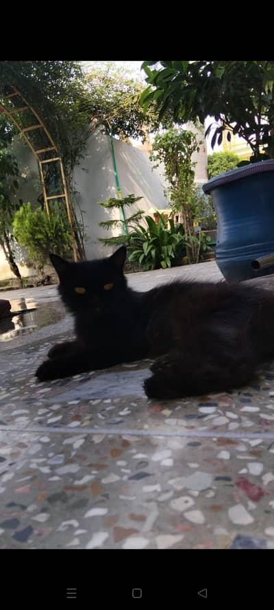 Pure black cat/healthy/Active/ vaccinated+ age 2year