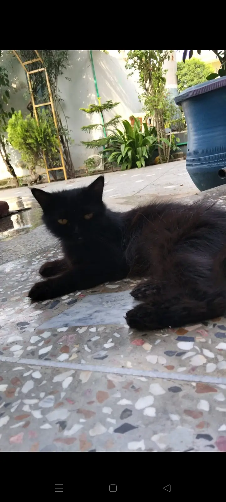 Pure black cat/healthy/Active/ vaccinated+ age 2year — photo 2