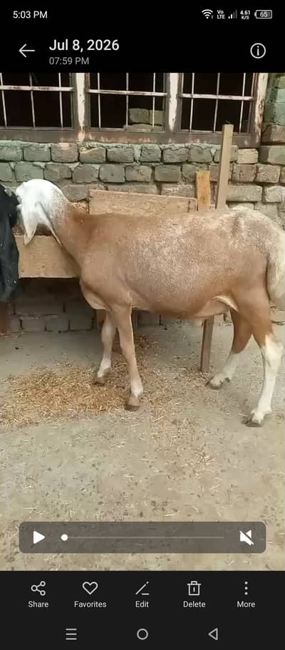 Turkey Dumba / Sheep / 03125111601