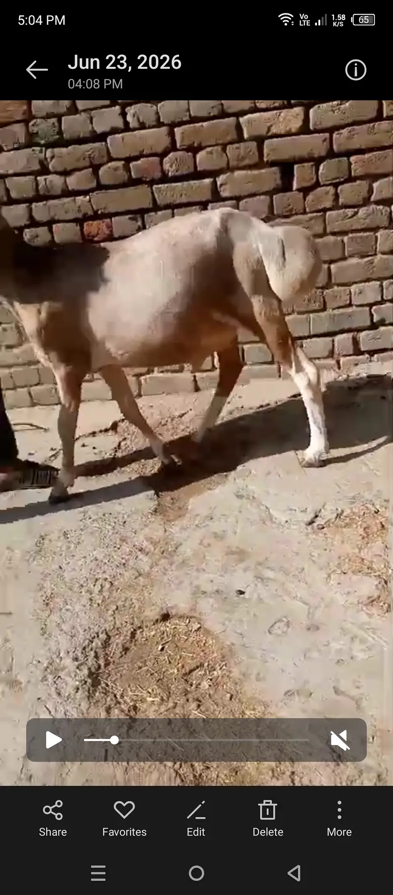 Turkey Dumba / Sheep / 03125111601 — photo 2
