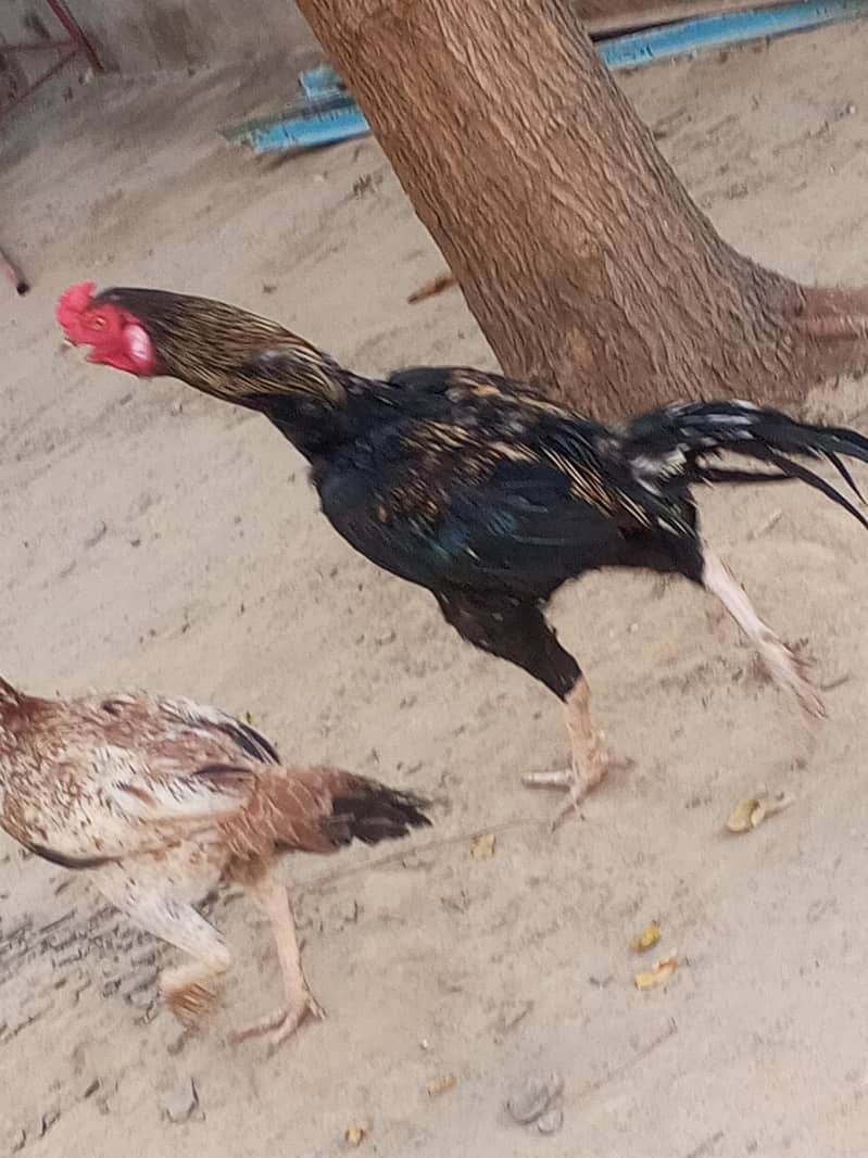 murga 1