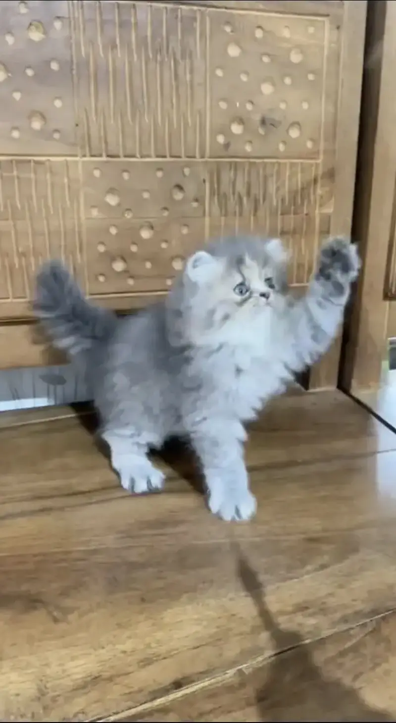 Quality Persian Punchface cat & kitten. moreWhatsApp 03714663282 — photo 2