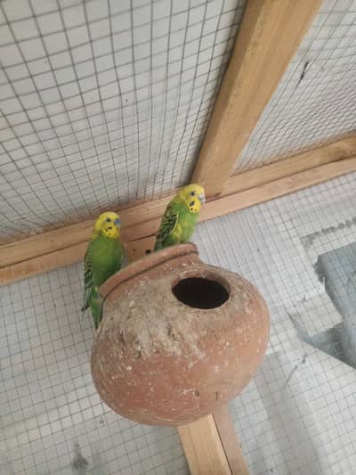 budgies for sale