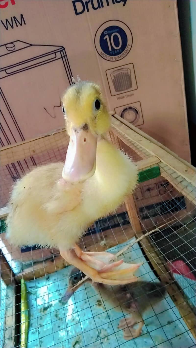 duck chicks 0