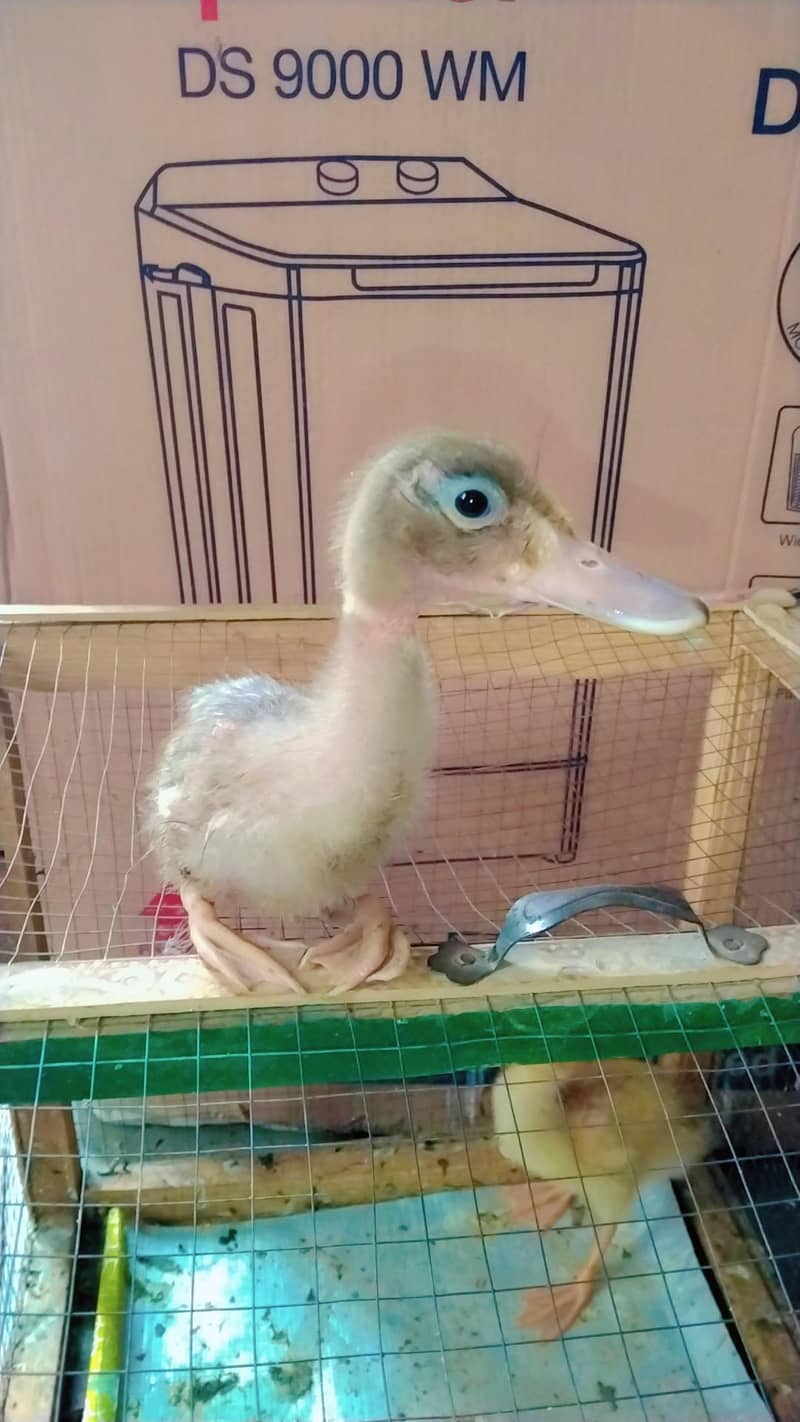 duck chicks 1