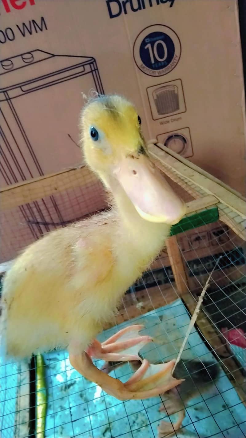 duck chicks 2
