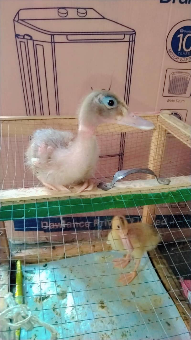 duck chicks 3