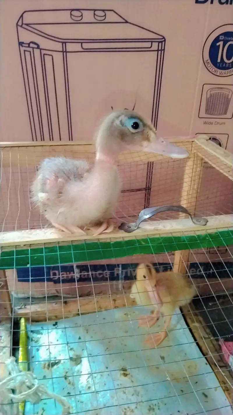 duck chicks — photo 4