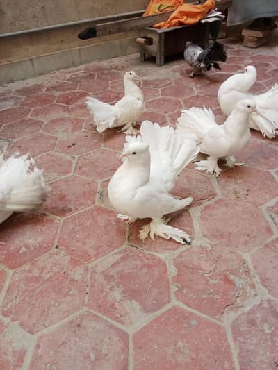 white lakha pegion for sale