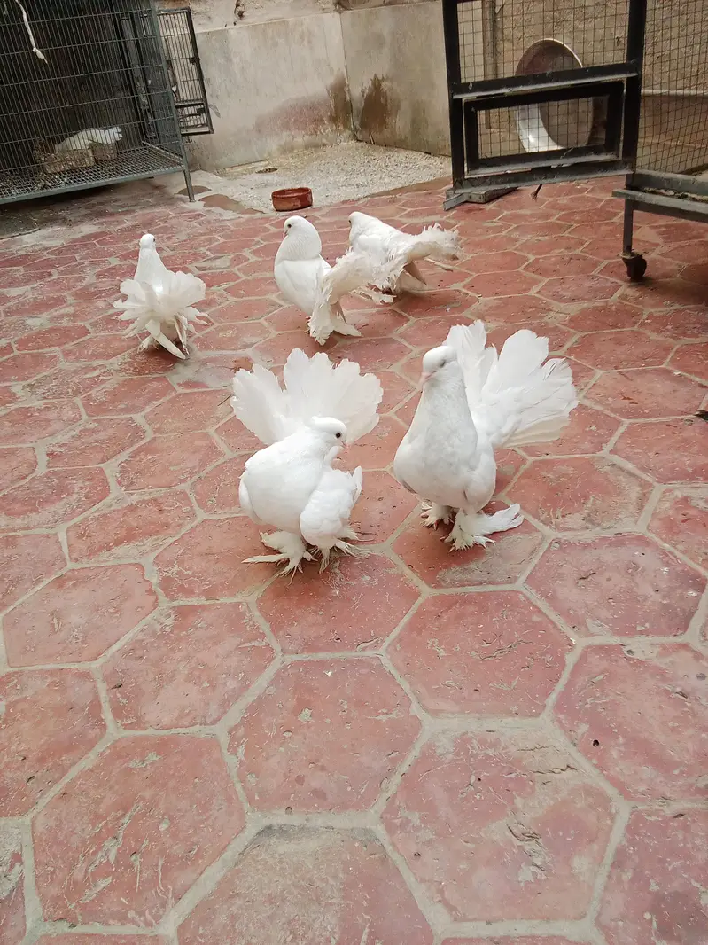 white lakha pegion for sale — photo 2