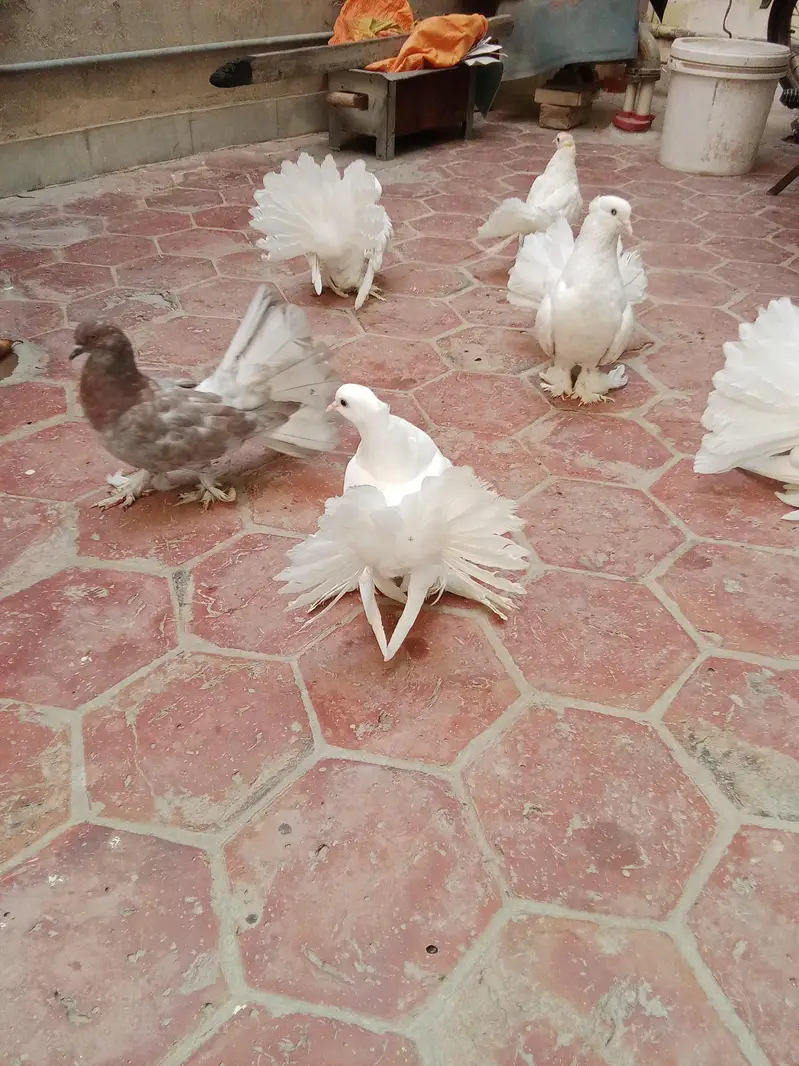 white lakha pegion for sale — photo 3