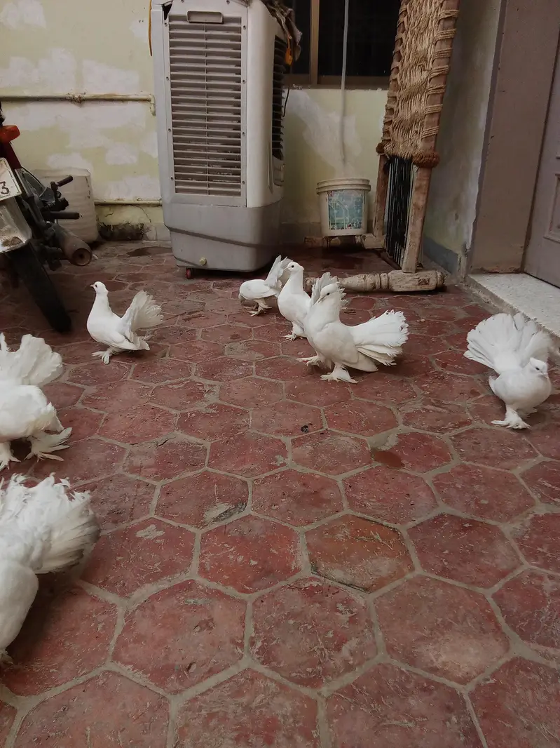 white lakha pegion for sale — photo 4