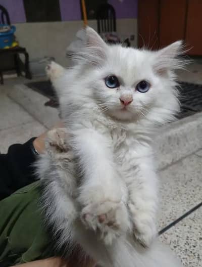 Blue eyes Persian kittens