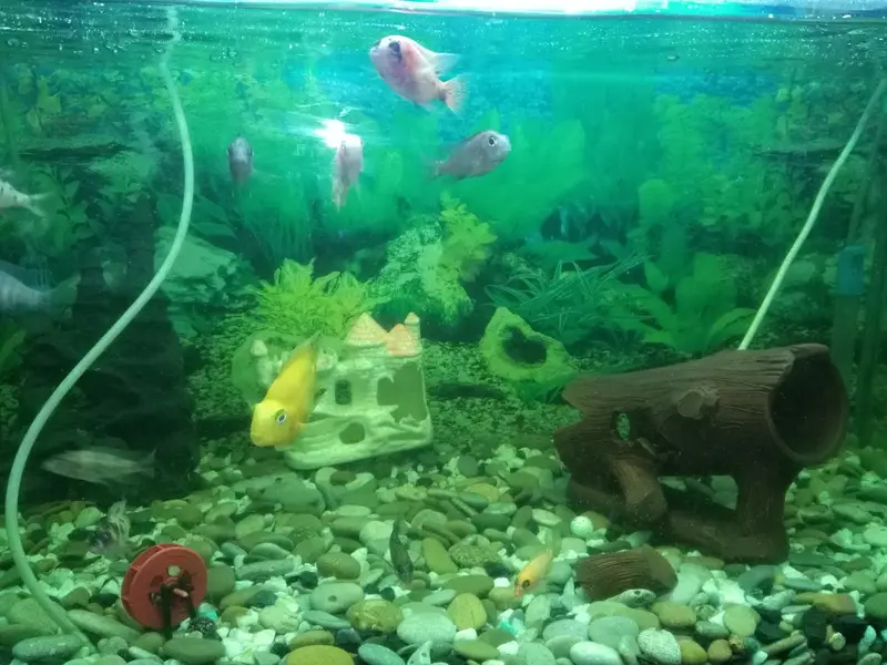 Aquarium tank for sale in excellent condition. — photo 5