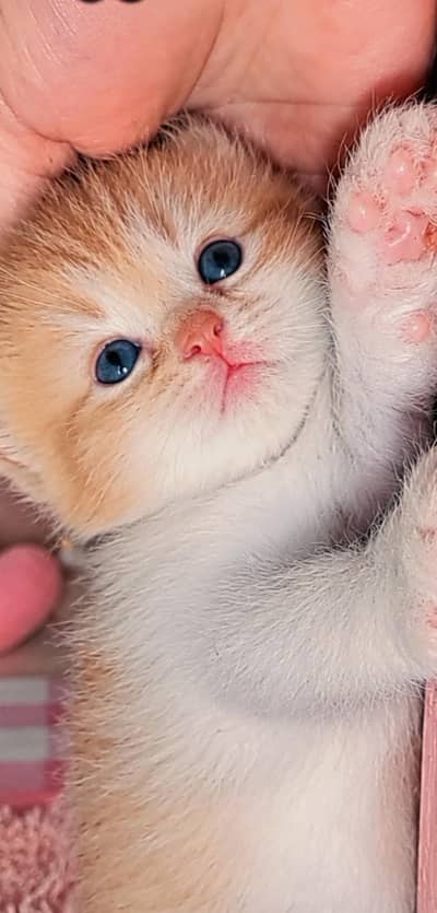 triple coat cat with beautiful ginger +white colour.