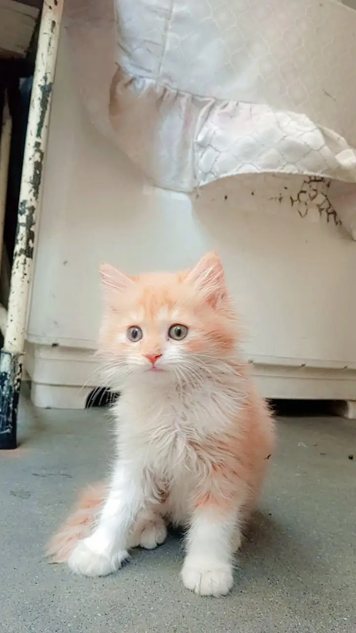 triple coat cat with beautiful ginger +white colour. — photo 2