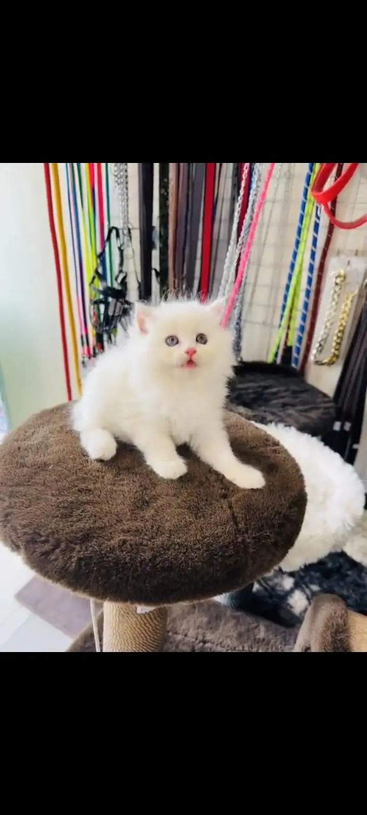 persian cat for sale MywatsapppNumber 0309-37-13-771 — photo 3