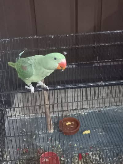 Raw parrot for sale