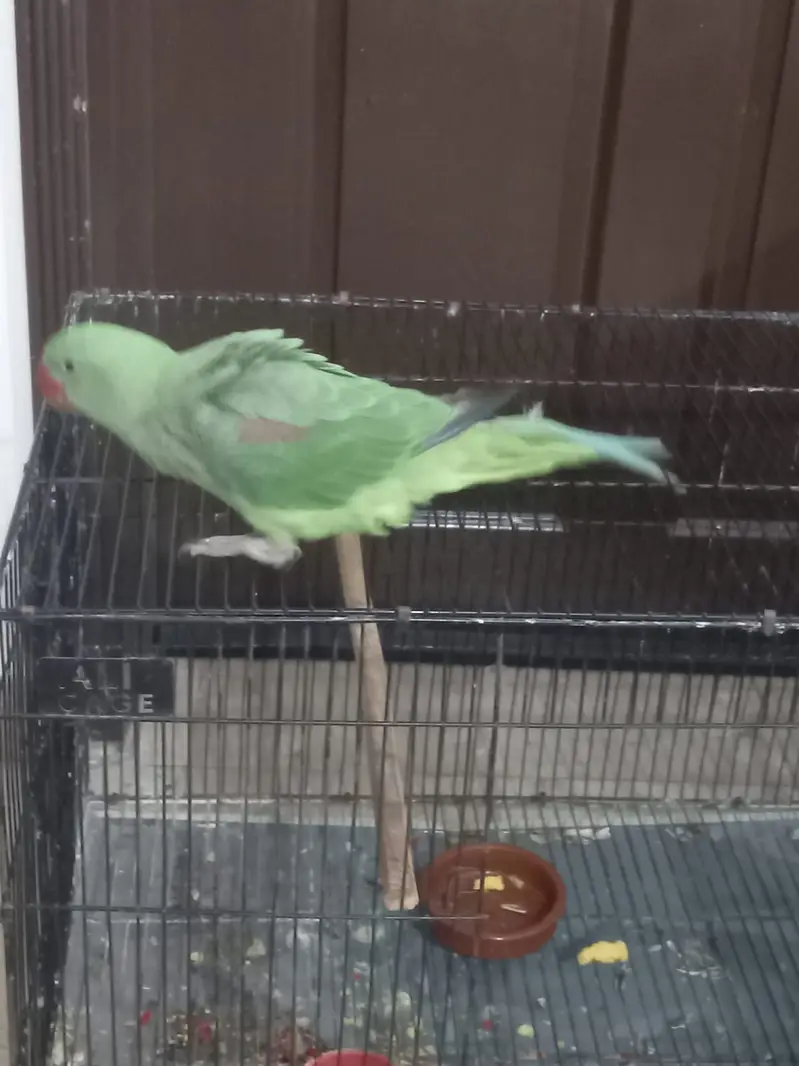 Raw parrot for sale — photo 2