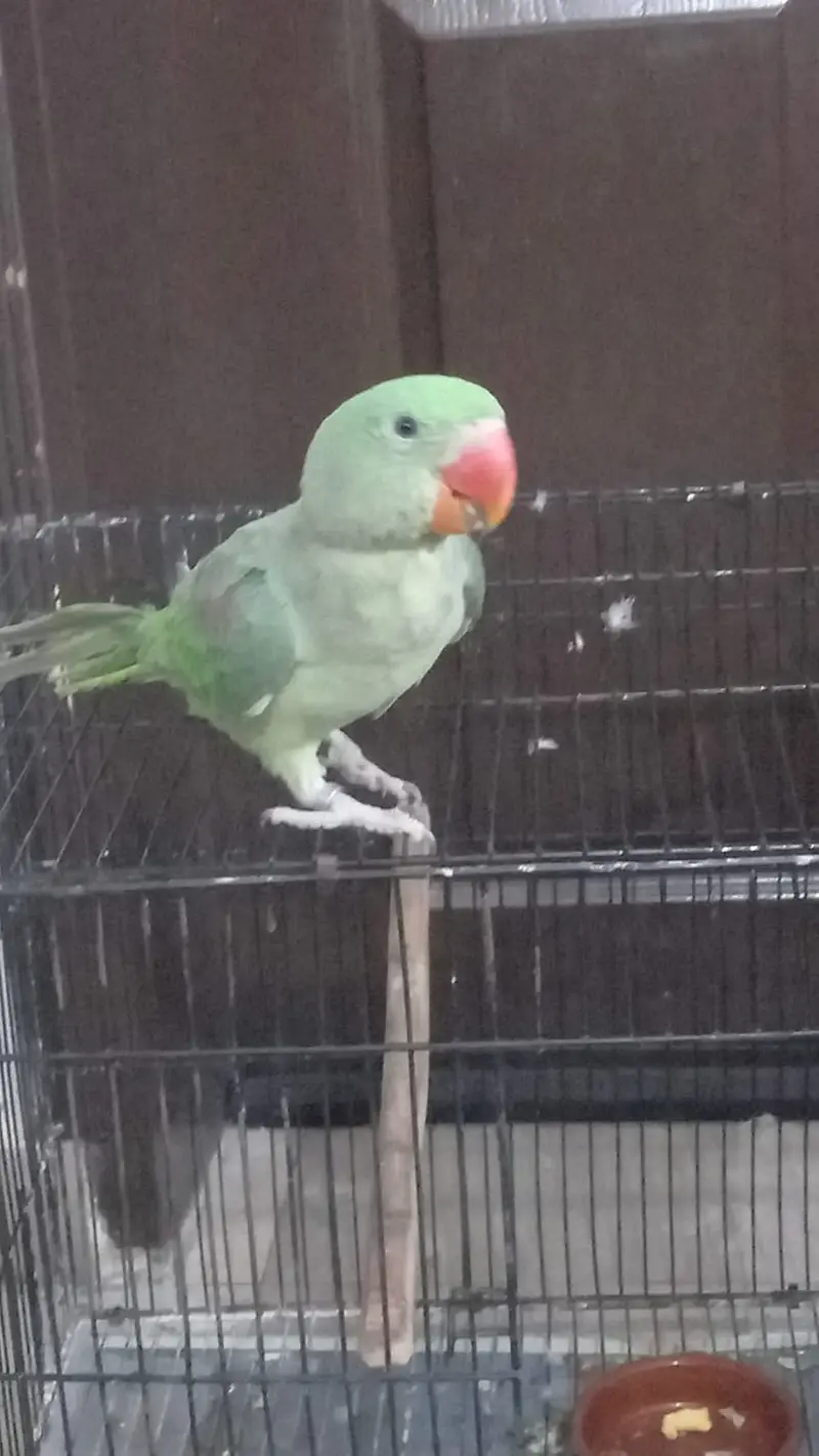 Raw parrot for sale — photo 3